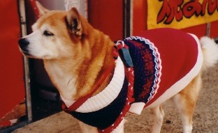 Hachiko, japanischer Hund der Rasse Akita-Ken.